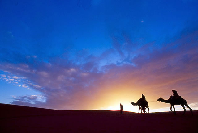 padang-pasir-unta-langit-biru-sore