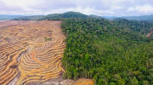 deforestasi